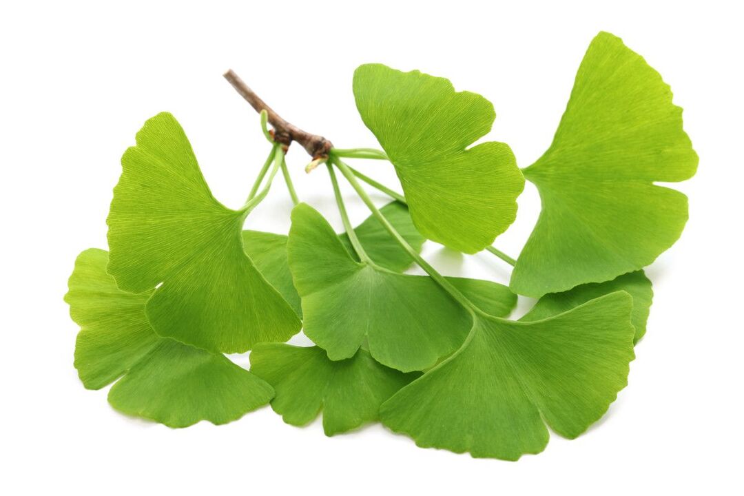 Ginko biloba Alcozar damlalarında